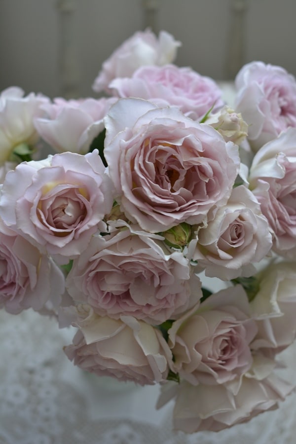 タフタ（大苗予約） 7号鉢植え バラ苗 シュラブローズ 四季咲き 中輪