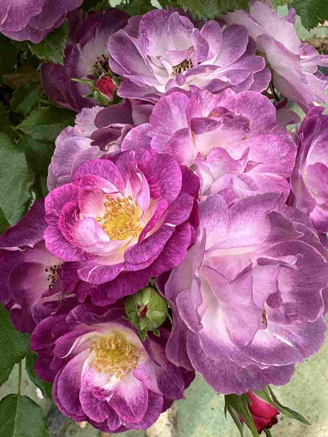 マーブル・シャワー（大苗） 7号鉢植え 四季咲き ワーナーズ・ローゼス