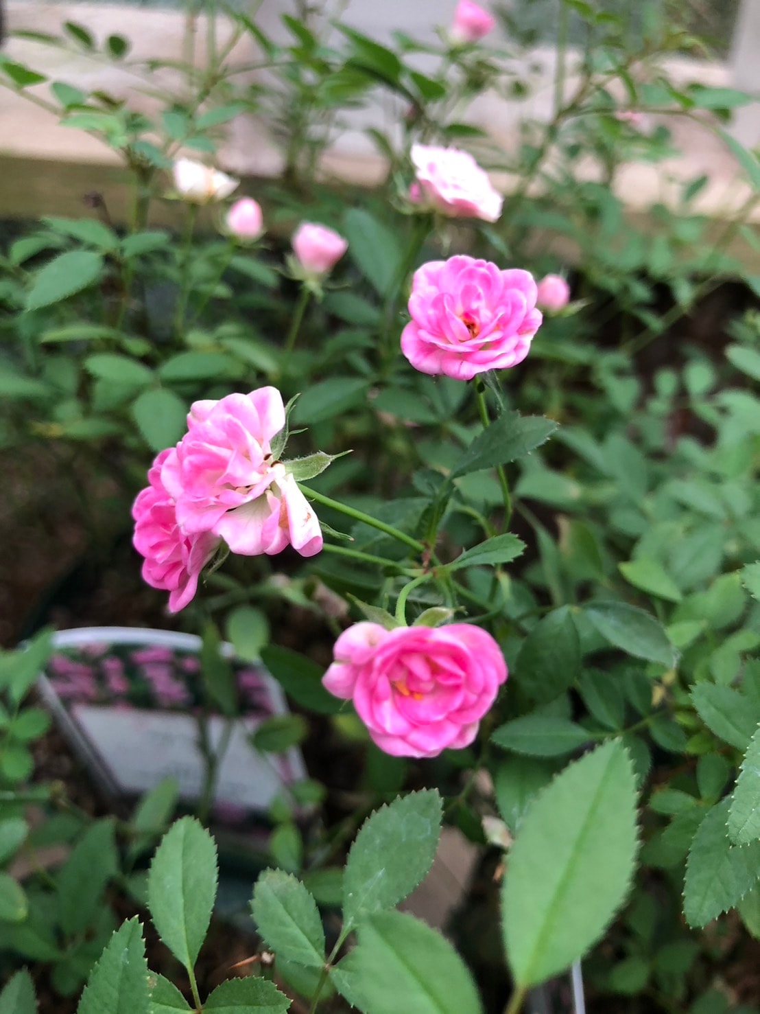 雨ニモマケズ・リバーシブル・ピンク（大苗）7号鉢植え 四季咲き 禅