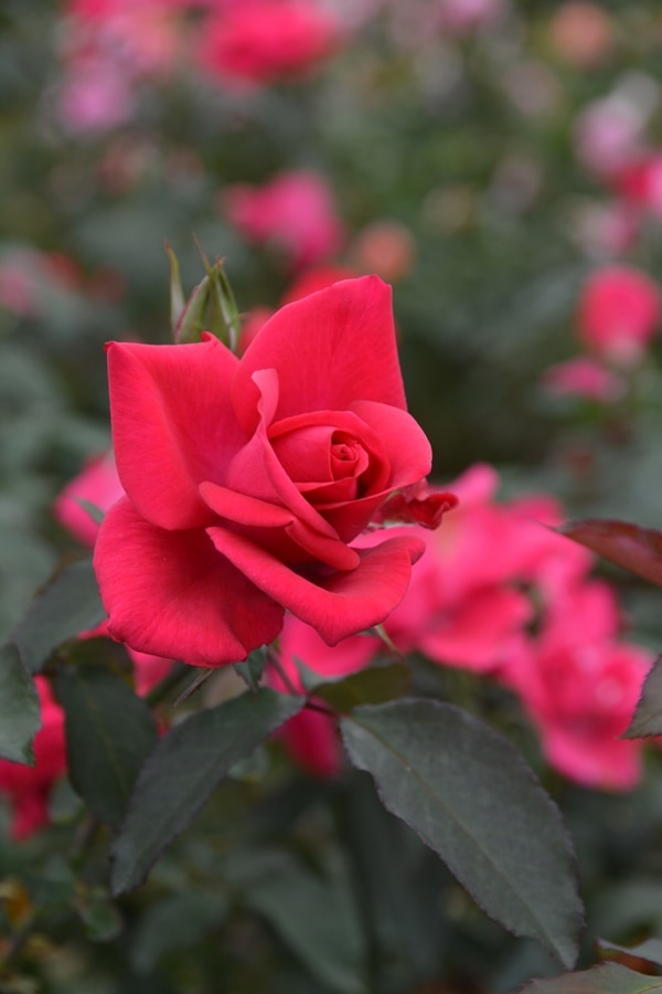 アーティスト（大苗） 7号鉢植え 四季咲き F&Gローズ ローズアロマ