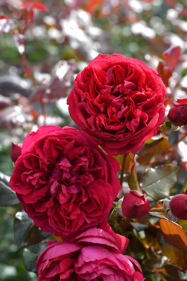 ジャンクリストフ（大苗予約）7号鉢植え バラ苗 ロサ・オリエンティス