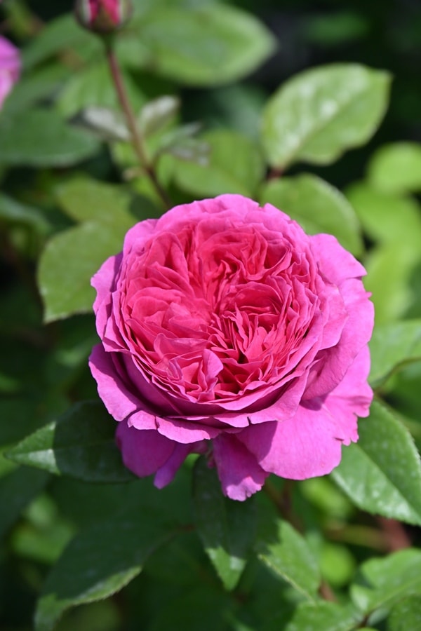 ローブリッター（大苗）7号鉢植え バラ苗 オールドローズ