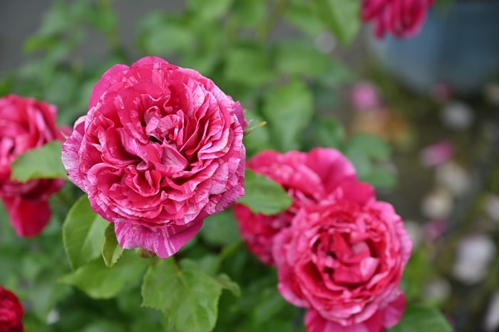 バラ苗 Roses,樹形や花色・花の大きさから選ぶ,木立性（ブッシュ樹形