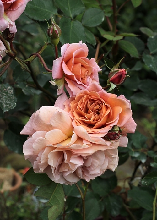 空蝉（大苗）7号鉢植え バラ苗 《契約品種》 フロリバンダローズ