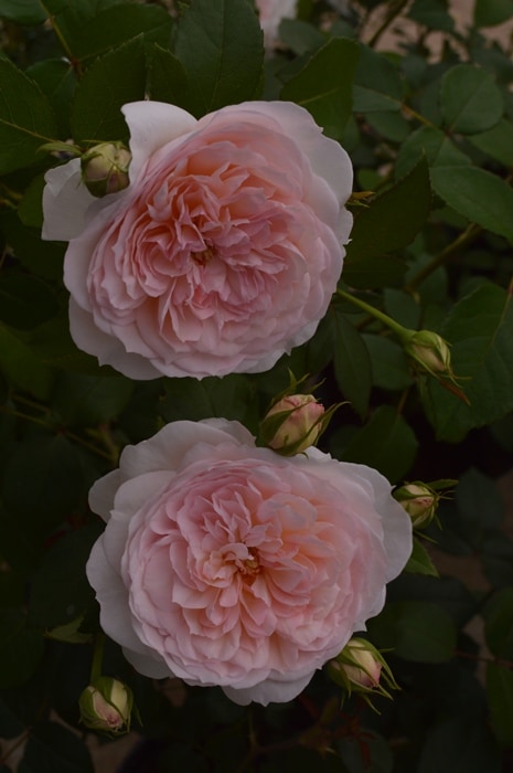 プリンセス・ヴェール（大苗）7号鉢植え バラ苗 《農林水産省 登録品種