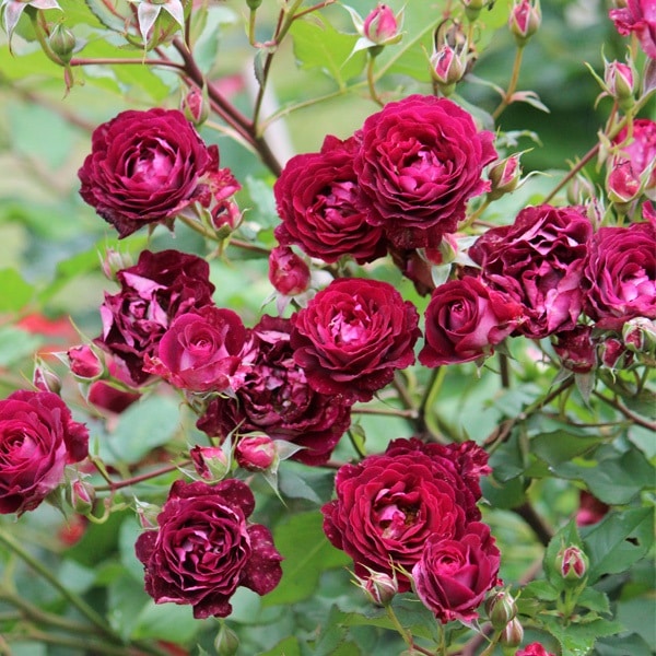 ソムリエール（大苗）7号鉢植え バラ苗 《契約品種》 四季咲き