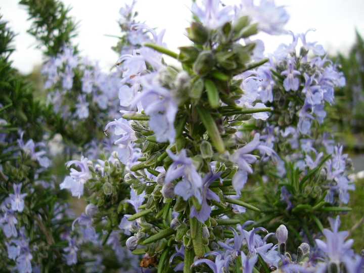 ローズマリー・ミスジェサップ ハーブ苗 立ち性 7号鉢 | ハーブ苗