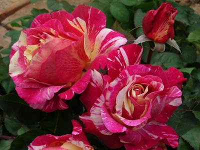 葵の上（大苗）7号鉢植え バラ苗予約 ロサ・オリエンティス