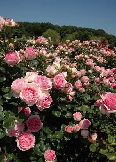 ヒストリー（大苗）7号鉢植え バラ苗 ピンク 四季咲き大輪系