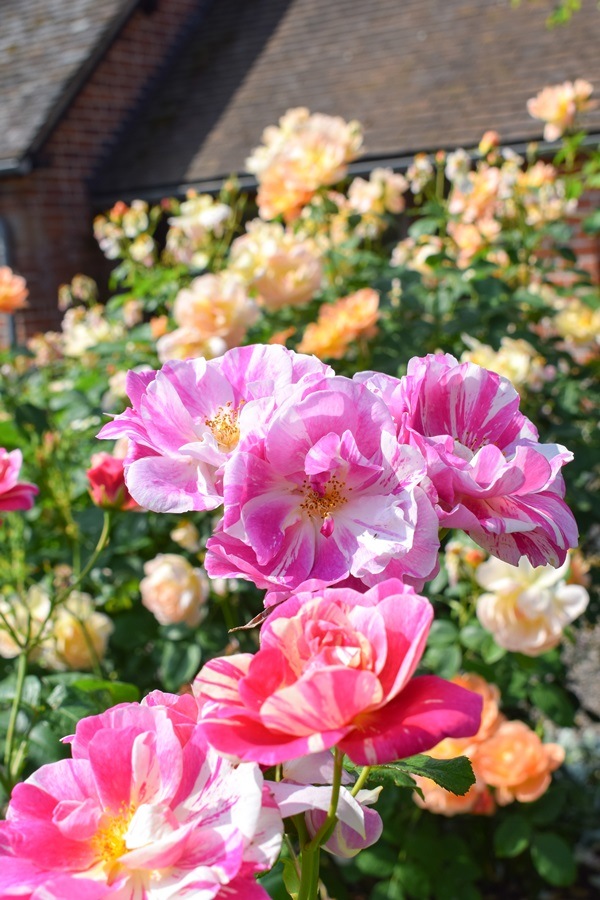 ザ・キングズ・ローズ(Ausa27a16)（大苗）7号鉢植え イングリッシュ