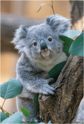 ZOO ポストカード-158 おもち（コアラ） | 東山動植物園の公式グッズを