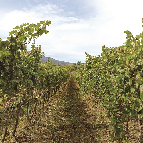 ドゥーカ・ディ・サラパルータ サラパルータ・シラー 2024 | イタリア