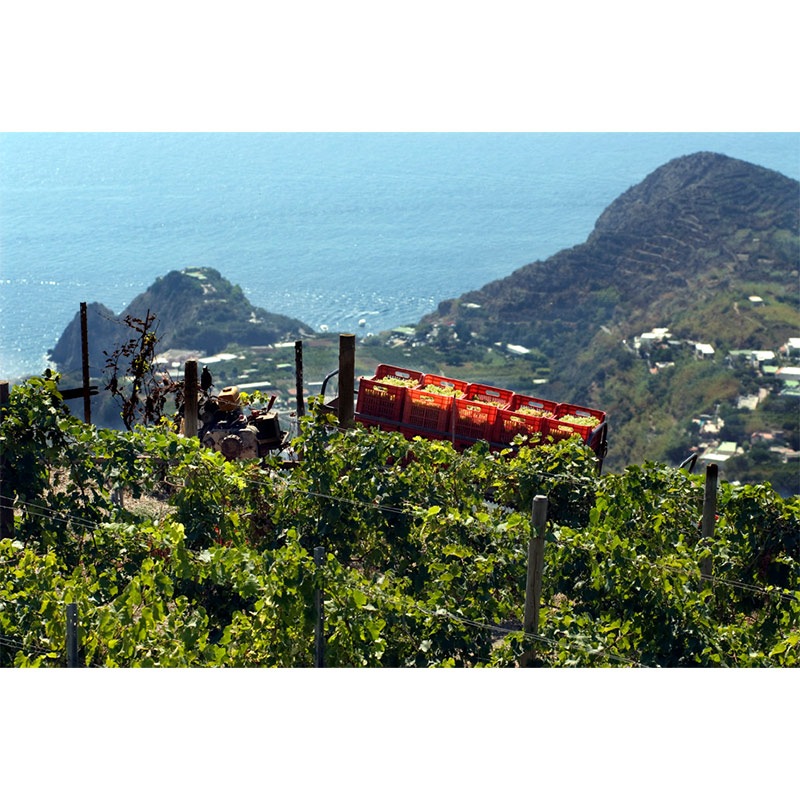 カーサ・ダンブラ イスキア・ビアンコ 2024 | イタリアワイン