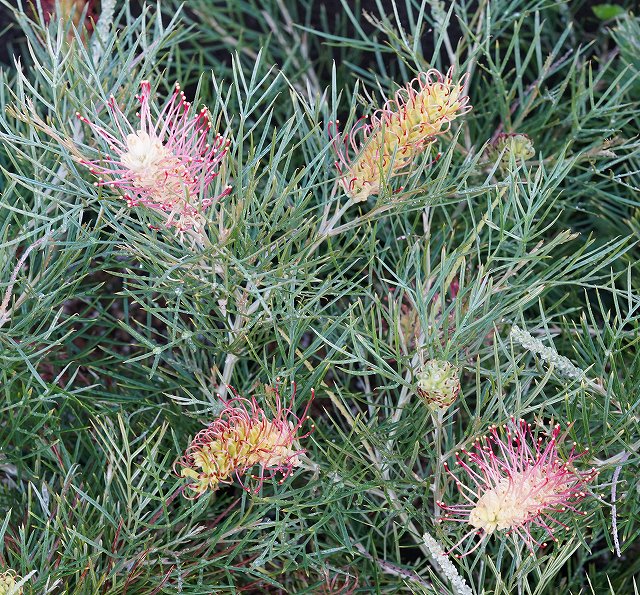 グレビレア「キングス・レインボー」5号ポット | | ネイティブプランツ