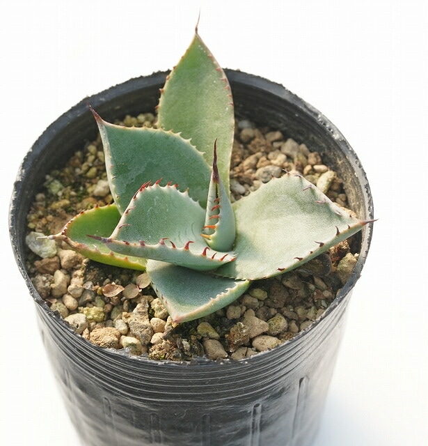 アガベ・パリー・フワチューケンシス（ホーチエンシス） 2号ロング