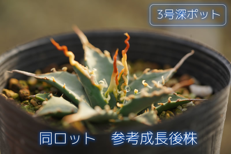 アガベ・ユタエンシス「エボリスピナ」 2号ロングポット | | アガベ