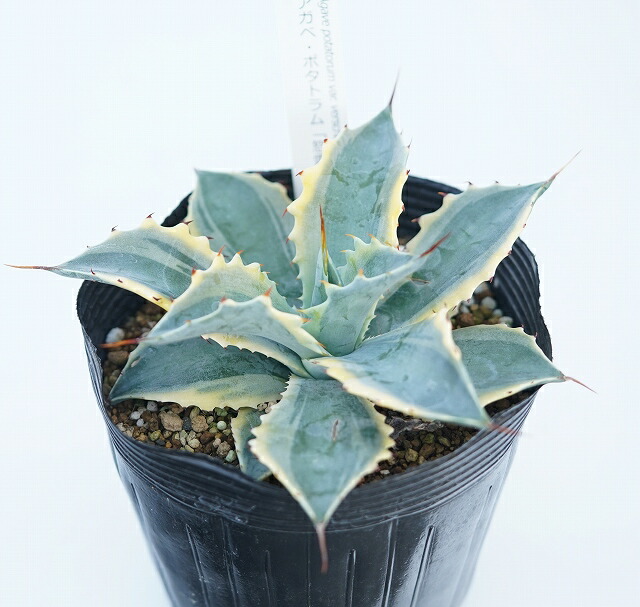 アガベ・怒雷神錦 5号ポット | | アガベ（リュウゼツラン） | 四国