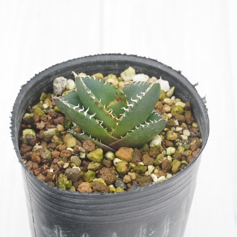 選抜株】アガベ・オテロイ 特選株 ぷっくりタイプ 2号 | | アガベ実生