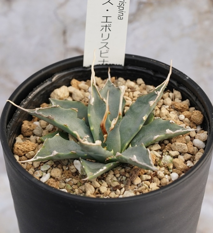 アガベ・ユタエンシス「エボリスピナ」 3号ロングポット | | アガベ