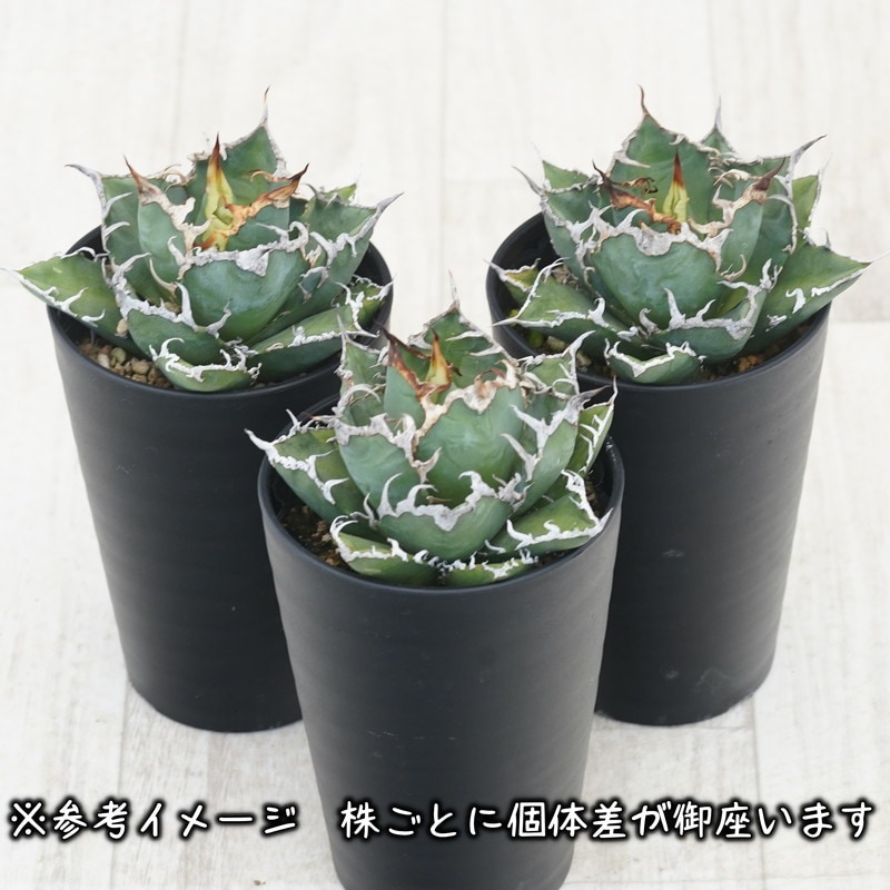 アガベ・チタノタ「凱撒（シーザー）」 3.5号鉢 | | チタノタ銘品