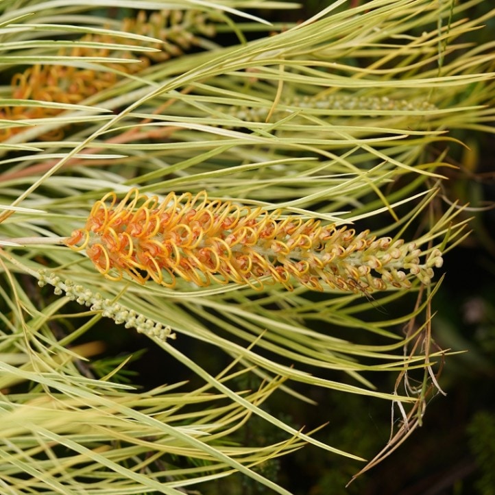 グレビレア「ハニーワンダー」5号ロングスリット鉢 | | ネイティブ