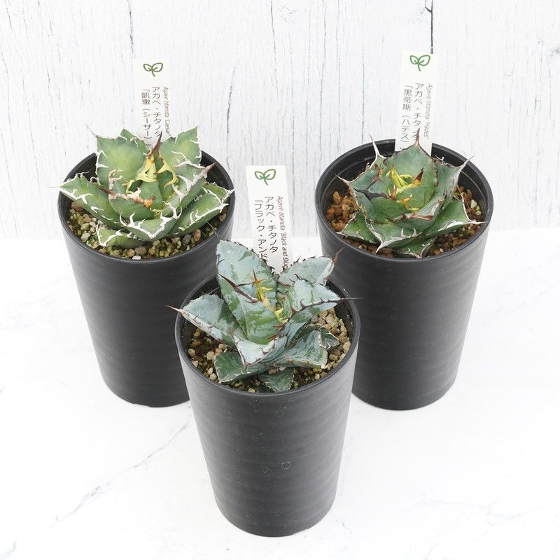 アガベ チタノタ銘品3種セット（ブラック＆ブルー・シーザー・ハデス