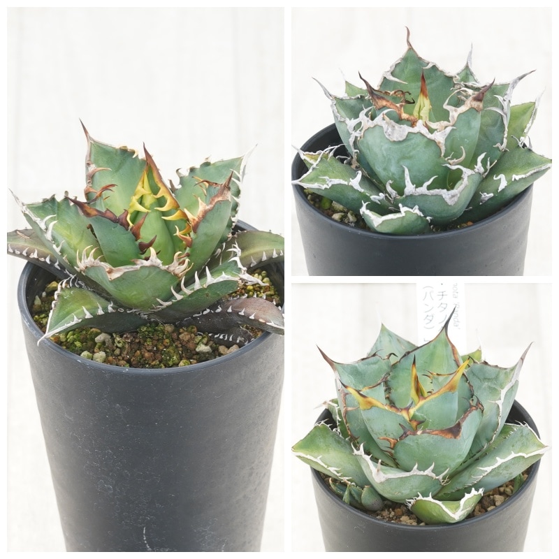 アガベ チタノタ銘品3種セット（赤猫・シーザー・パンダ）3.5号鉢