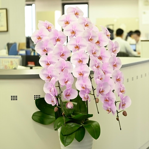 大輪 胡蝶蘭 ピンク 5本立ち スタンダード | 種類から選ぶ | sigasiga