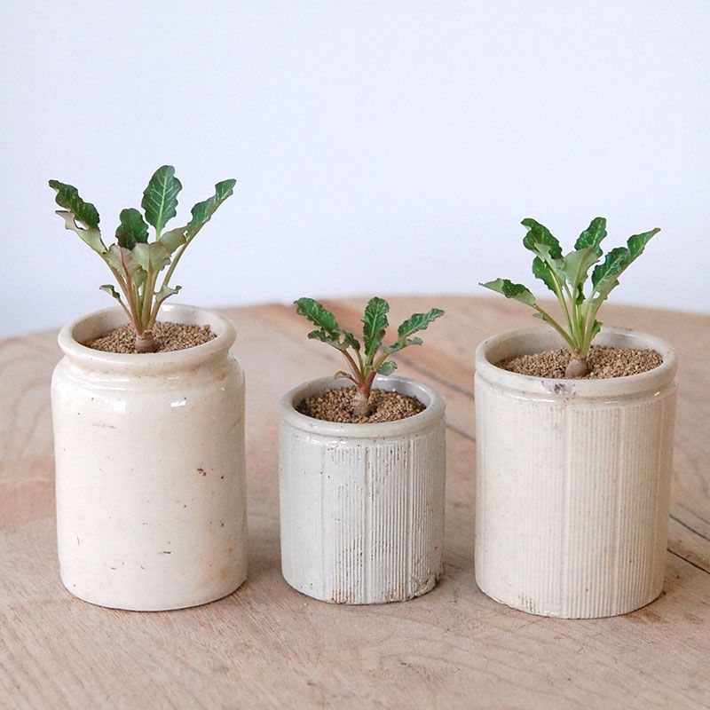 ユーフォルビアの通販・販売｜多肉植物の専門店 solxsol（ソルバイソル）