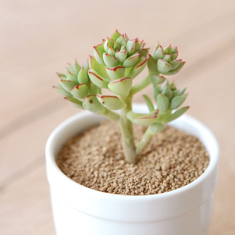 2000円未満の商品 通販・販売｜多肉植物の専門店 solxsol（ソルバイソル）