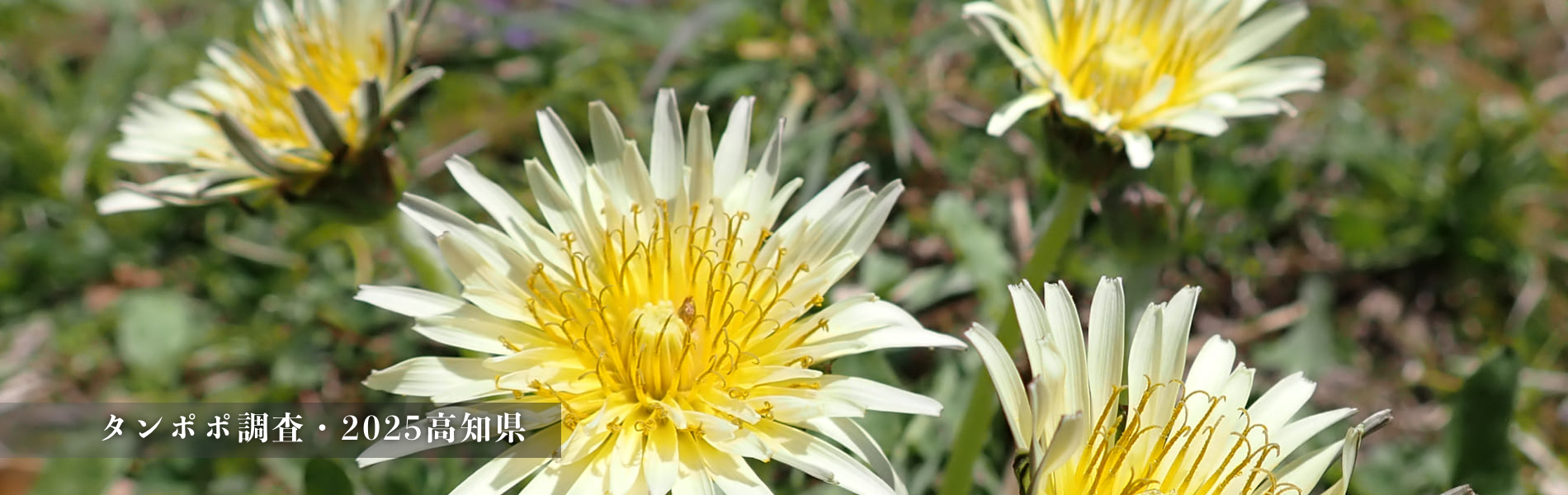 高知県タンポポ調査2025実行委員会 – タンポポを自然環境の指標