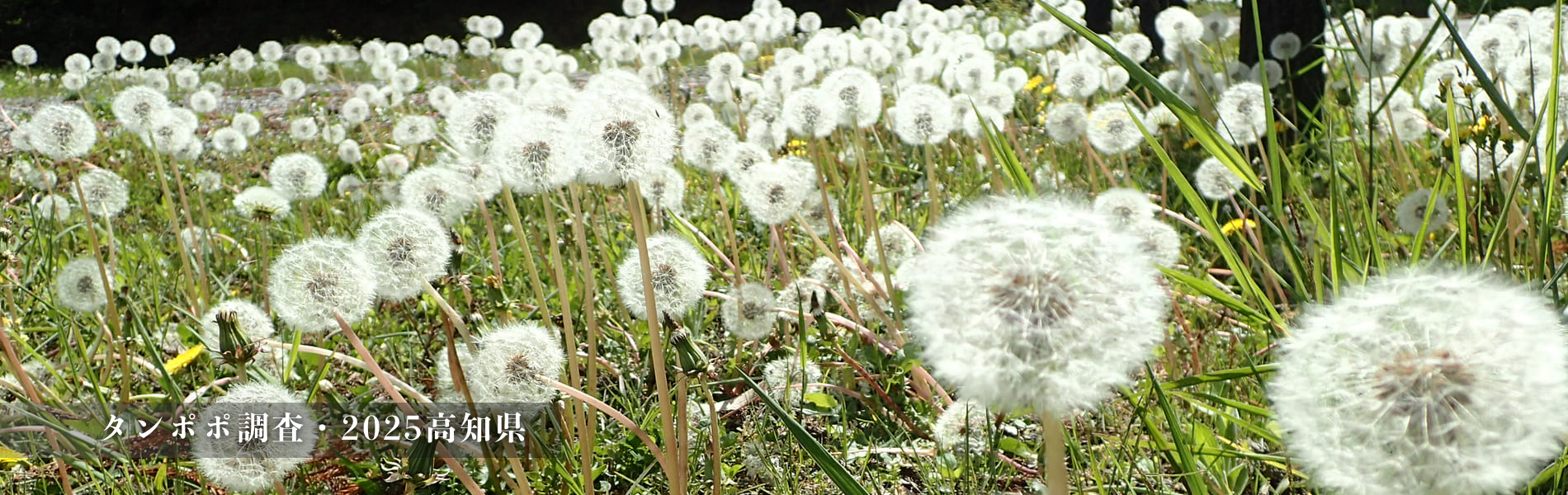 高知県タンポポ調査2025実行委員会 – タンポポを自然環境の指標