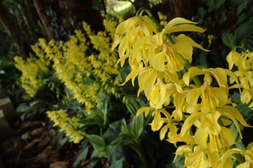 キエビネ（ラン科） | 見ごろの植物