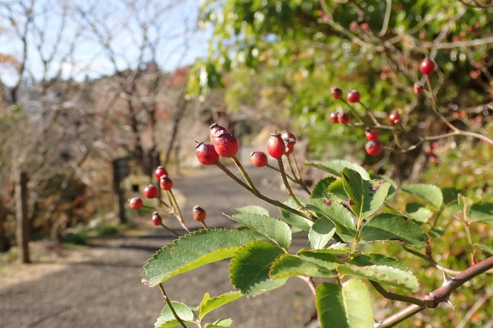 ノイバラ（バラ科） | 見ごろの植物