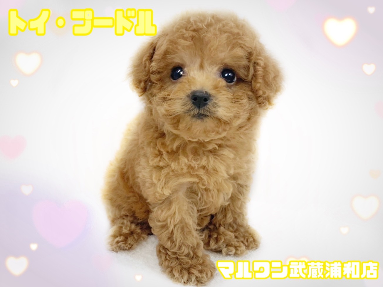 ななちゃん】ハンドメイド トイプードル 12/21 ななちゃん