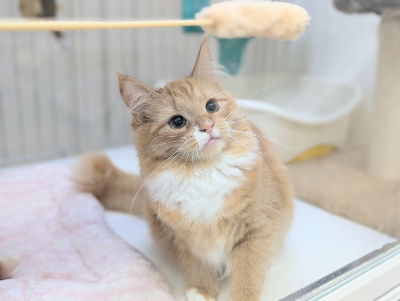 ノルウェージャンフォレストキャット 】猫好きさん必見！ツンデレ美猫