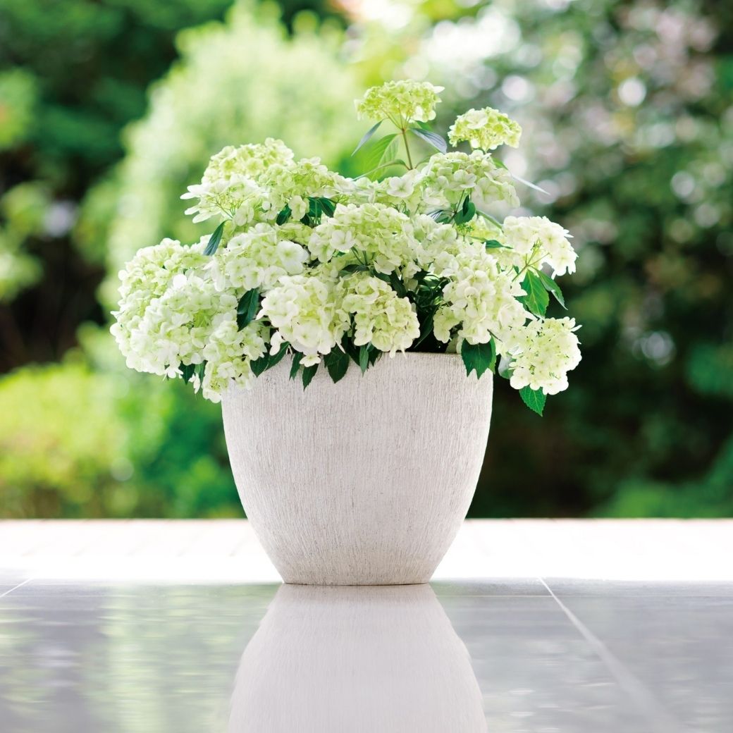 2026 母の日ギフト アジサイ ラグランジア シャンデリーニ 鉢植え 5号