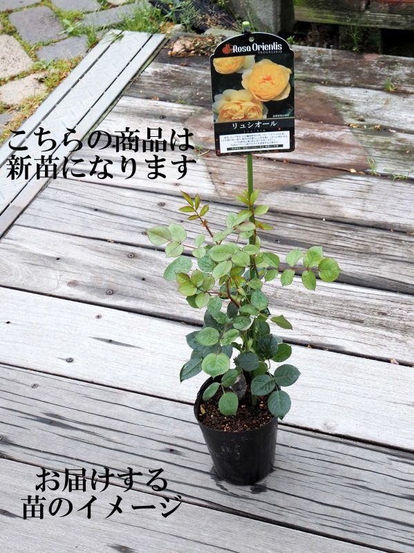 ザセレスティアル - 京都・洛西 まつおえんげい