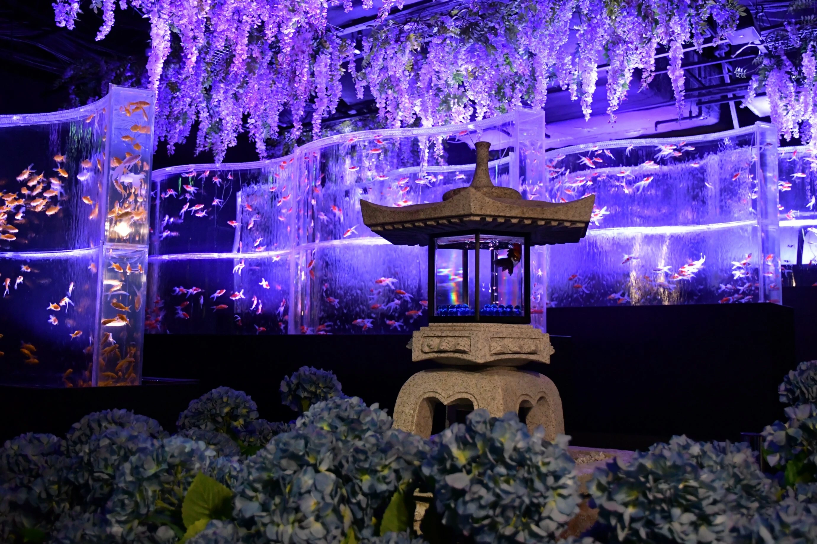 梅雨を彩る和傘とアジサイの特別演出が「アートアクアリウム銀座」で開催