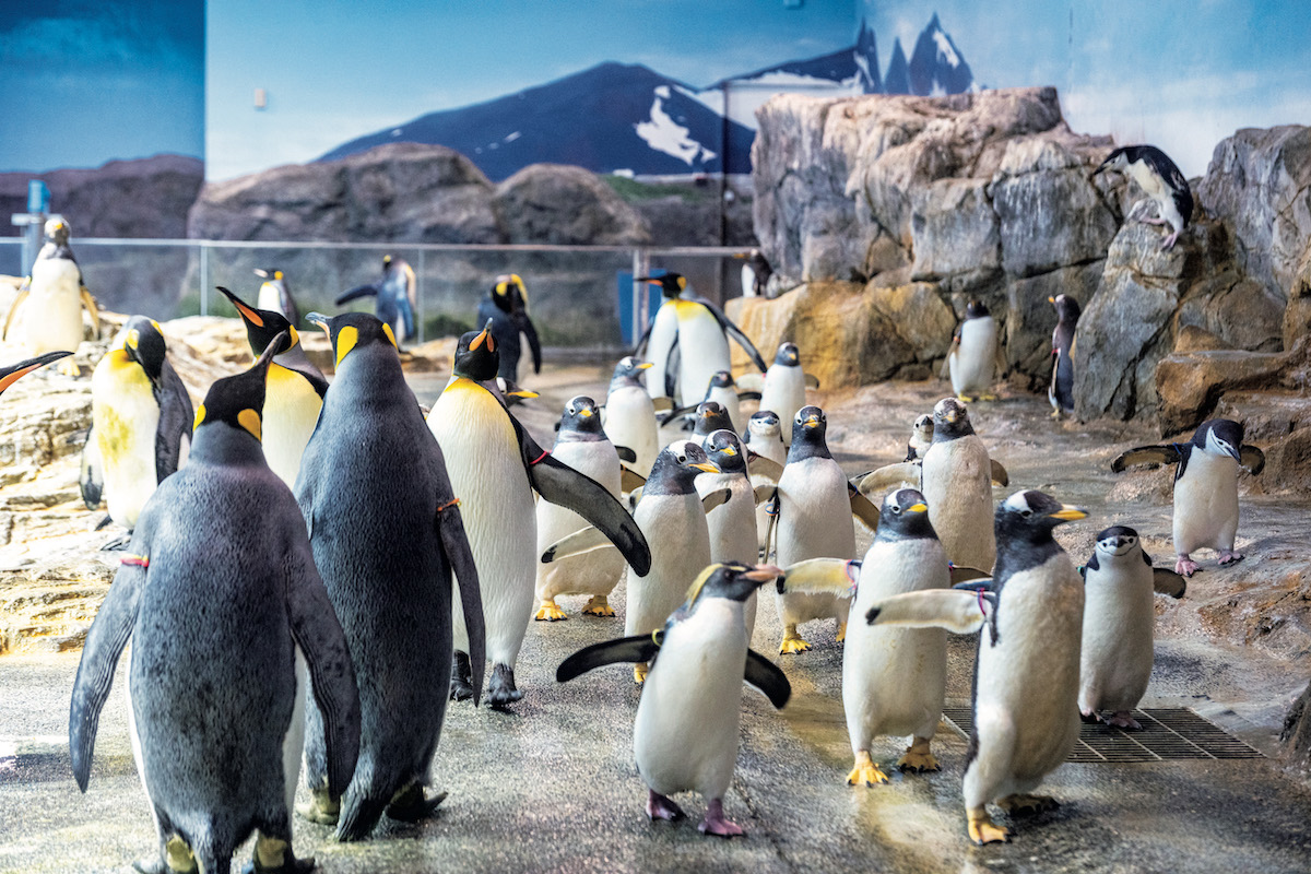 ペンギンを見るなら…長崎ペンギン水族館 | ブルータス| BRUTUS.jp