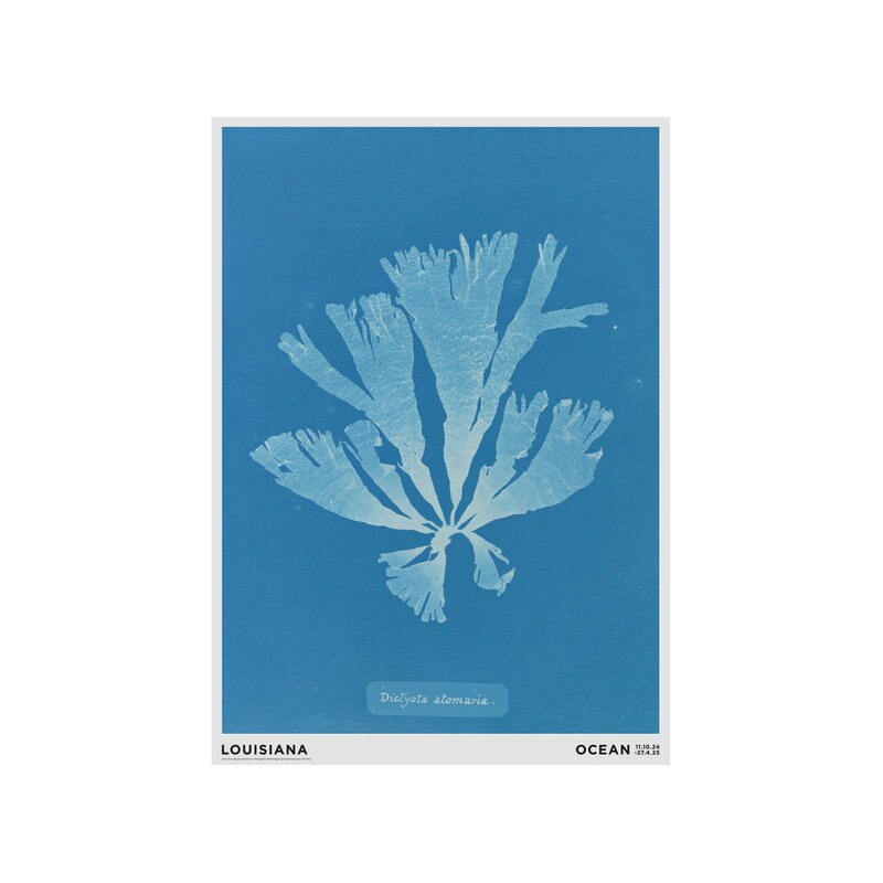 Louisiana Museum of Modern Art Anna Atkins - Dictyota atomariasum