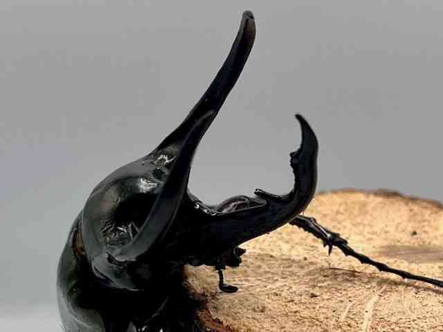 外国産[【コーカサスオオカブト106UP】] | ひごペットフレンドリー