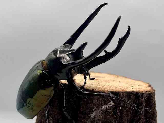 外国産[【コーカサスオオカブト106UP】] | ひごペットフレンドリー