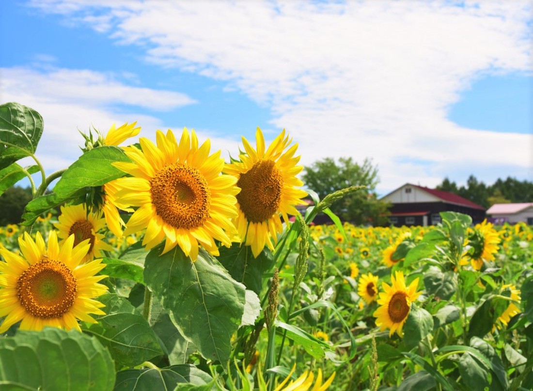 青森＞ 8月27日～9月4日 八戸・山の楽校で、「そばとひまわりの花見