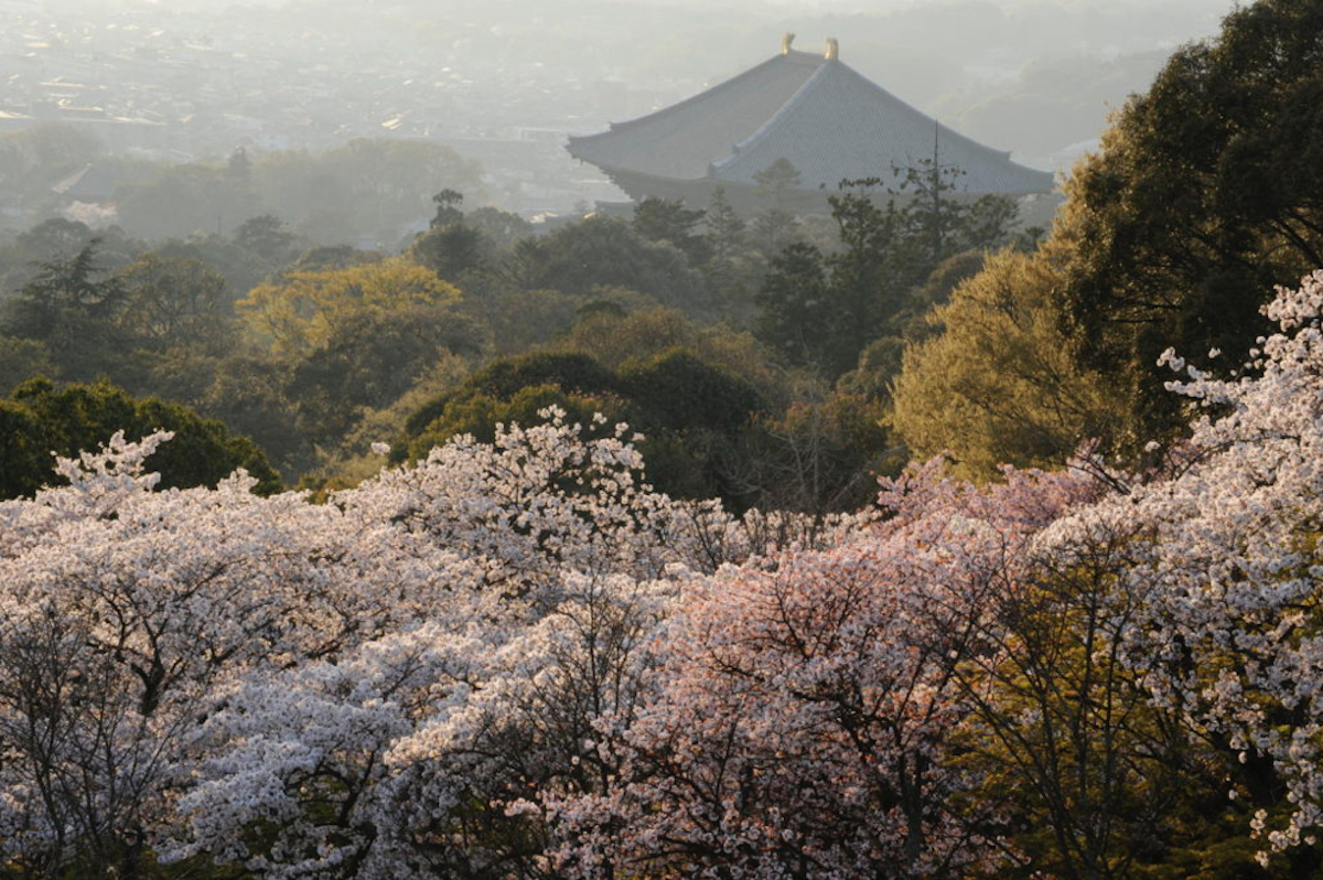 ニッポン花巡り Vol.2。春を彩る日本各地の桜風景。 | めぐりジャパン