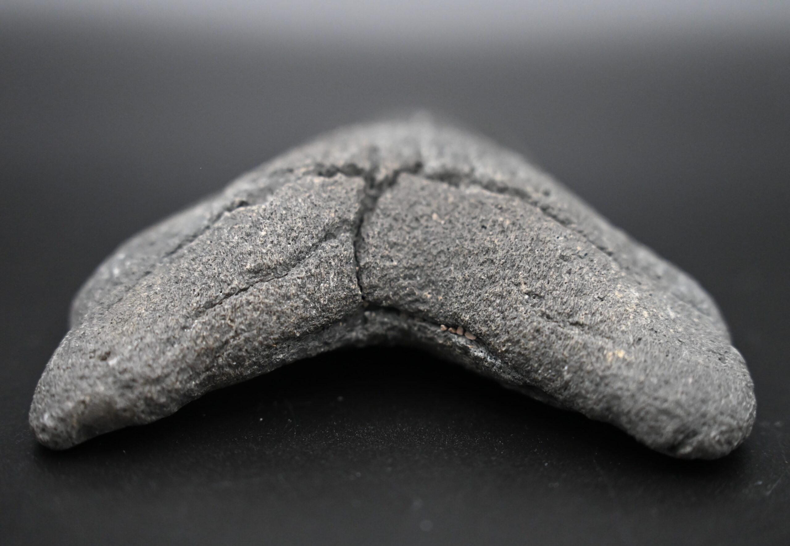 メガロドンの歯の化石 mgaz5002 | Megalodon-teeth.jp