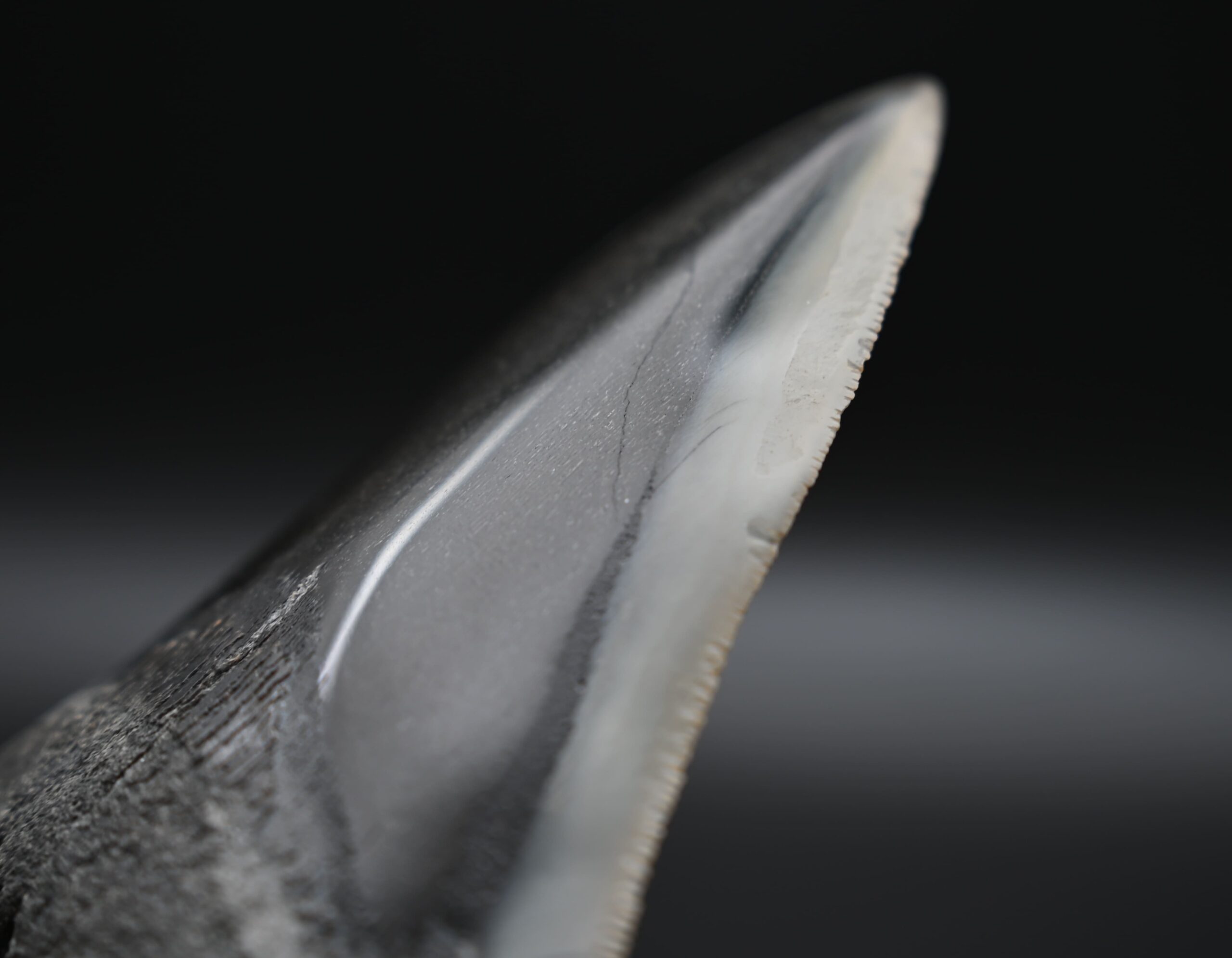 メガロドンの歯の化石 mgaz5002 | Megalodon-teeth.jp