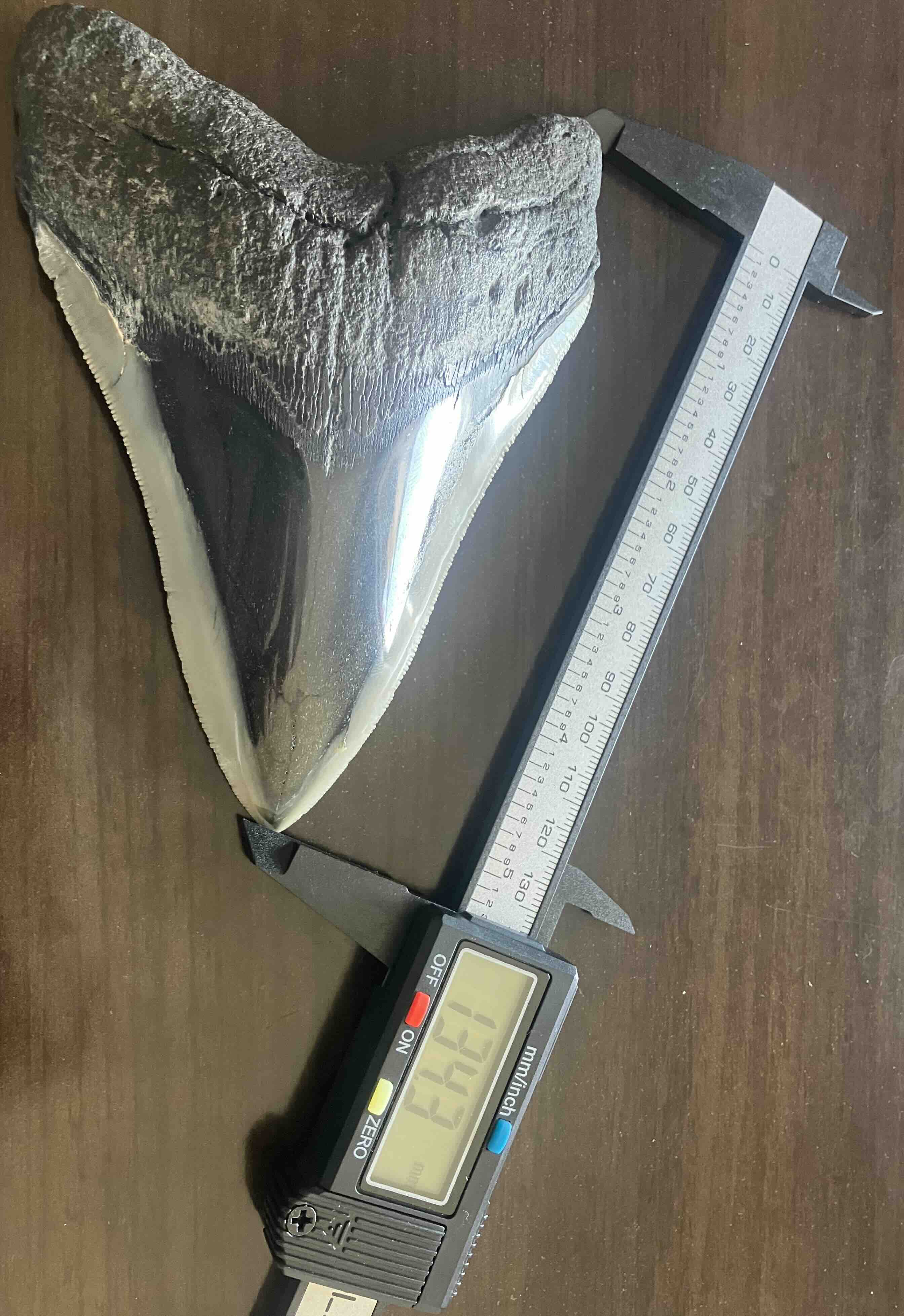 メガロドンの歯の化石 mgaz5002 | Megalodon-teeth.jp