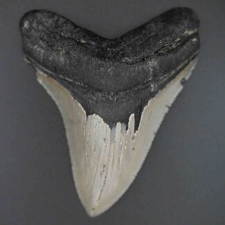 メガロドンの歯の化石 mgaz5004 | Megalodon-teeth.jp