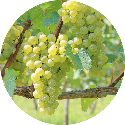 メリフィーク エッセンシャルデュオ - 【公式】MELIFIQUE | メリフィーク